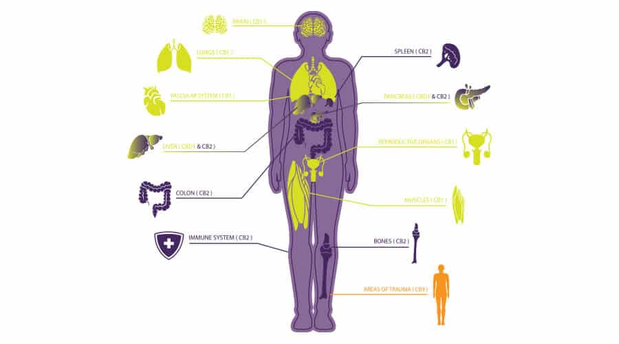 How good is the effect of the CBD MD