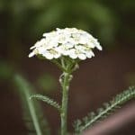 Yarrow Flower