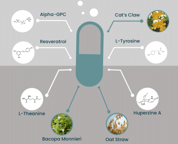 NooCube ingredients